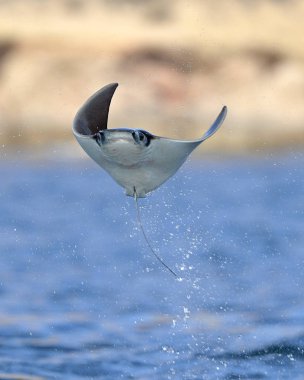 Mobula ray sudan atlama