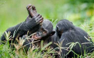 Bonobos in natural habitat. clipart