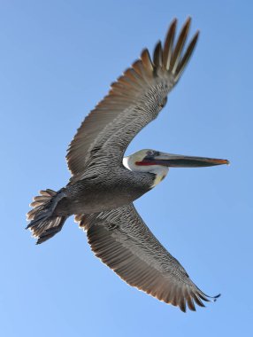 Uçuş kahverengi Pelikan