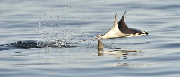 Mobula ray saltando del agua — Foto de Stock