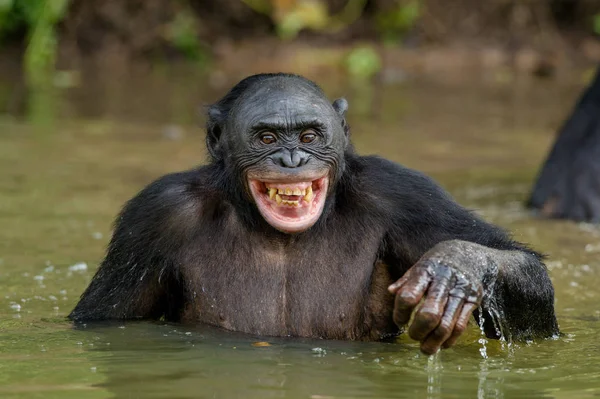 물에 웃는 보노보 — 스톡 사진