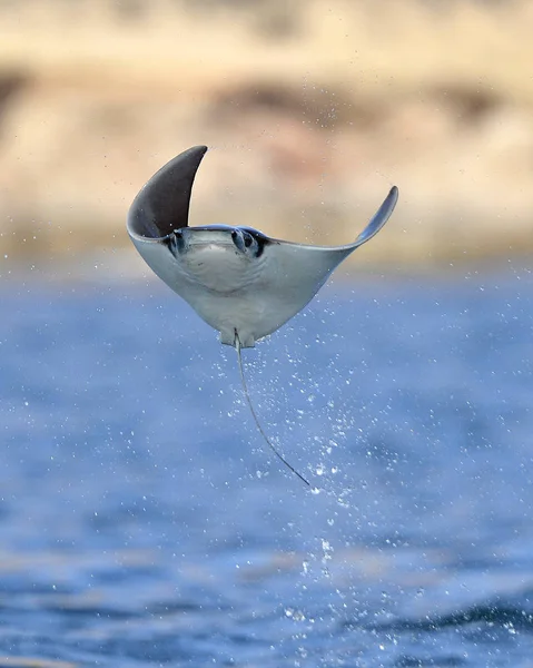 Mobula ray kiugrott a víz — Stock Fotó