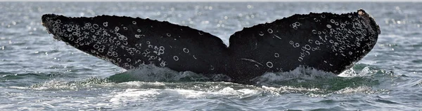Πτερυγίου της ουράς της φάλαινας humpback — Φωτογραφία Αρχείου