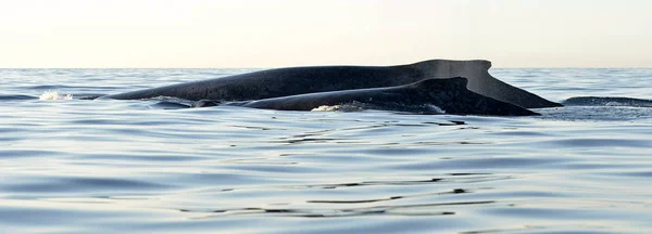 Kambur balina anne ve bebek yavrusu nun arkası. — Stok fotoğraf
