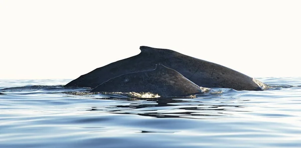 ザトウクジラの母と赤ちゃんのカブの背中. — ストック写真