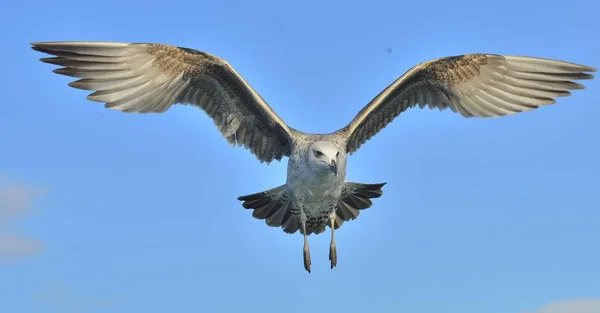 飞行少年海带鸥 — 图库照片