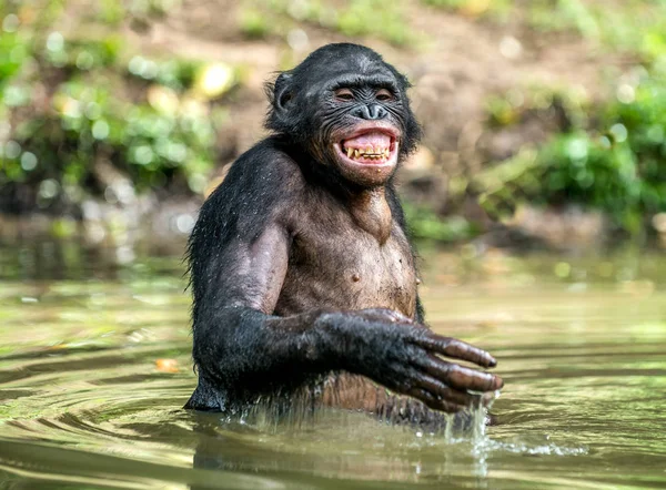 Uśmiechający się Bonobo w wodzie — Zdjęcie stockowe