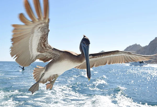 Bruine pelikaan tijdens de vlucht — Stockfoto