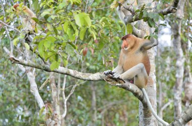 Proboscis Monkey sitting on tree clipart