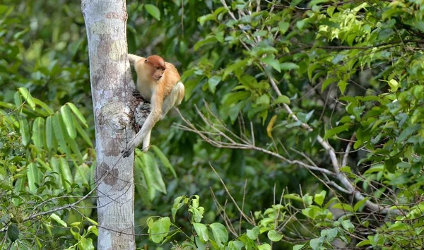 Scimmia proboscide seduta sull'albero — Foto Stock