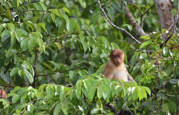 Proboscis Monkey sitting on tree — Stock Photo, Image