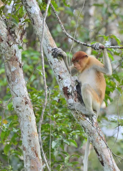 Proboscis Monkey sitting on tree — Stock Photo, Image