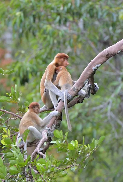 Proboscis monkey feeding a cub — Stock Photo, Image