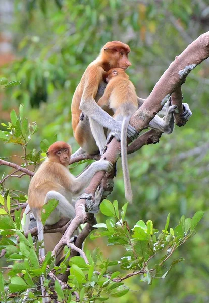 Proboscis monkey krmící mládě — Stock fotografie