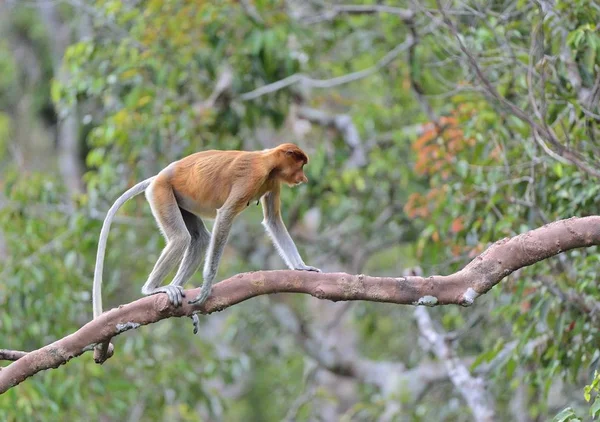 テング猿を木にジャンプ — ストック写真
