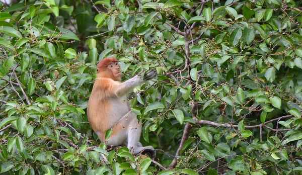 Proboscis Monkey sitting on tree — Stock Photo, Image