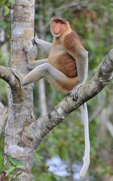 Macaco probóscide sentado na árvore — Fotografia de Stock