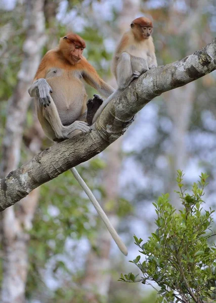 Fêmea macaco probóscide com filhote — Fotografia de Stock
