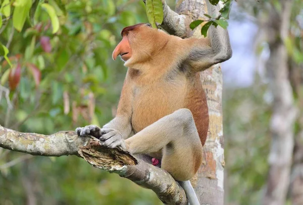 코 원숭이 나무에 앉아 — 스톡 사진