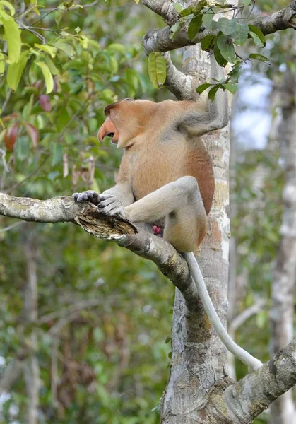 Macaco probóscide sentado na árvore — Fotografia de Stock