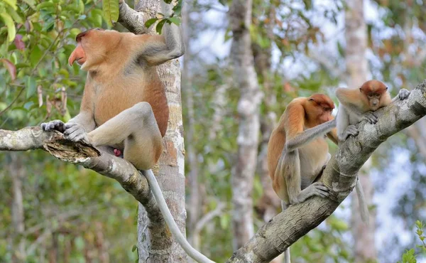 Familia de monos probóscis sentados en un árbol —  Fotos de Stock
