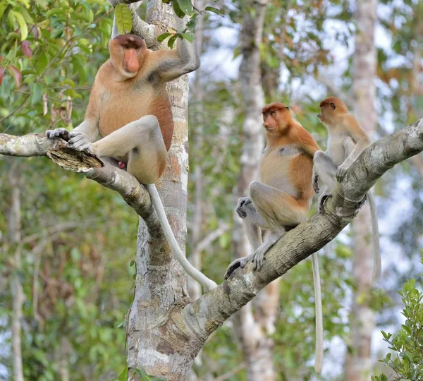 Família de Macacos Proboscis sentados em uma árvore — Fotografia de Stock
