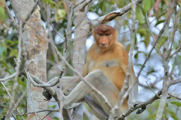 코 원숭이 나무에 앉아 — 스톡 사진