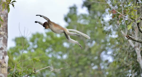 Hortum maymun atlamayı ağaç — Stok fotoğraf