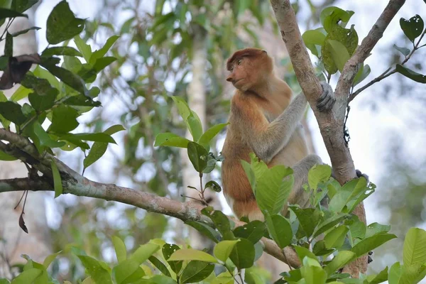 Proboscis Monkey sitting on tree — Stock Photo, Image