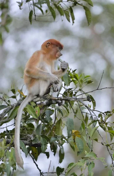 Mono de probóscis sentado en el árbol —  Fotos de Stock
