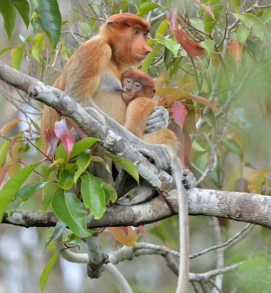 Um macaco proboscis fêmea (Nasalis larvatus) alimentando um filhote em th — Fotografia de Stock