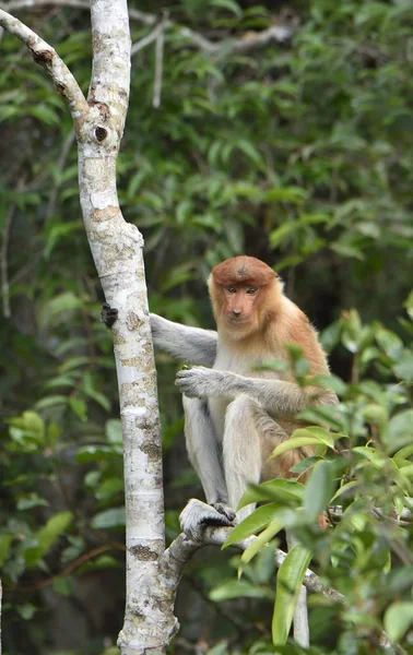 Proboscis Monkey sitting on tree — Stock Photo, Image