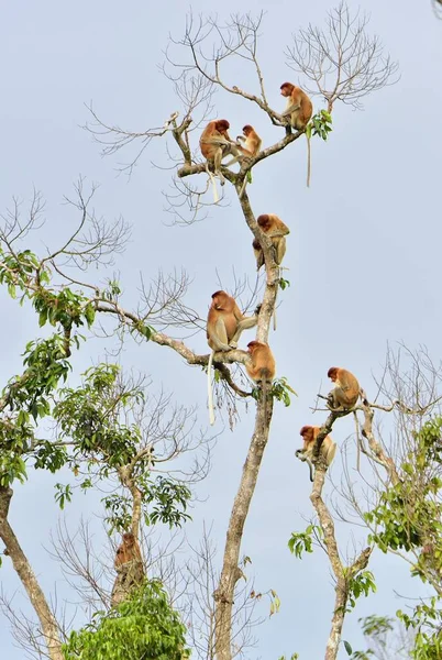 Família de Macacos Proboscis sentados em uma árvore — Fotografia de Stock