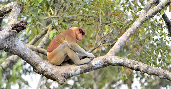 Macaco probóscide sentado na árvore — Fotografia de Stock