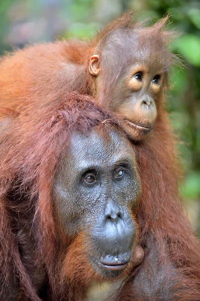 Orang-Utan-Mutter und Jungtier in natürlichem Lebensraum — Stockfoto