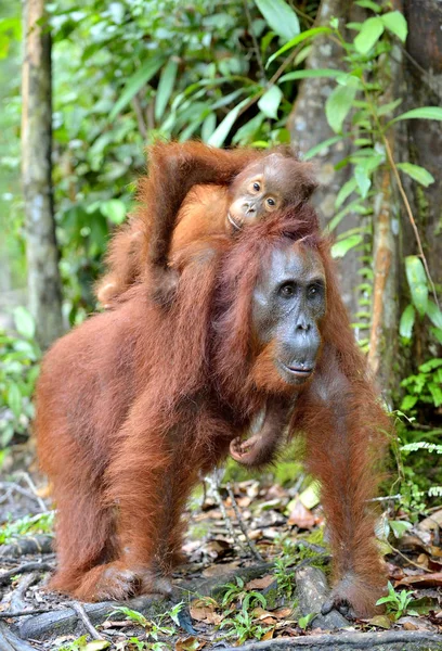 Anne orangutan ve doğal ortamlarında yavrusu — Stok fotoğraf