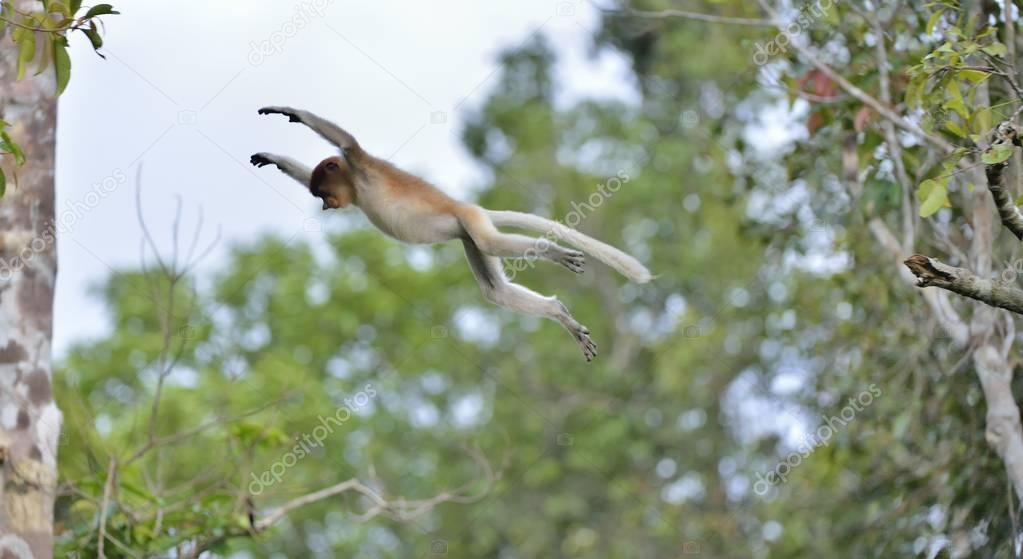 Proboscis Monkey Jumping on tree