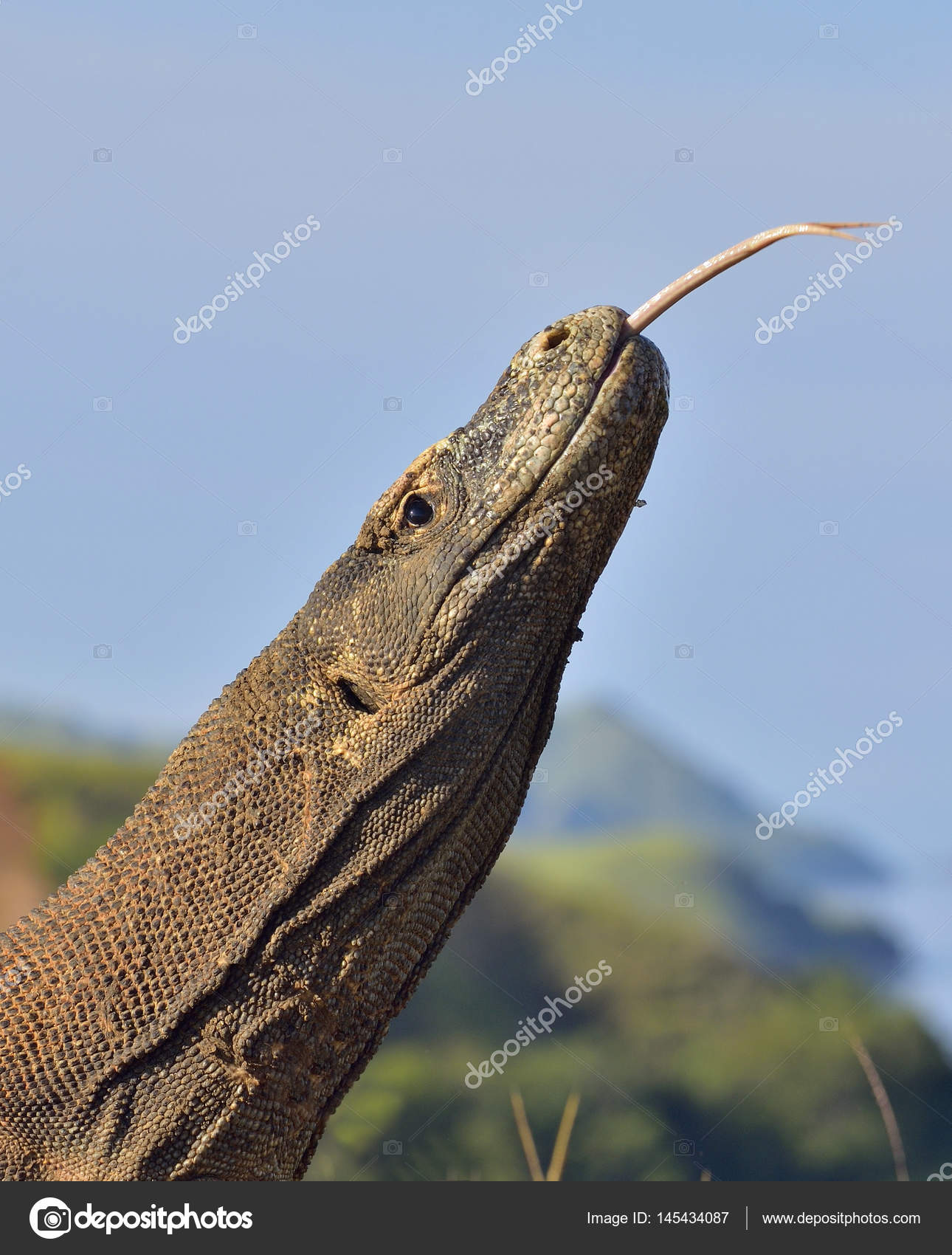 baixa comodo dragon baixa comodo dragon