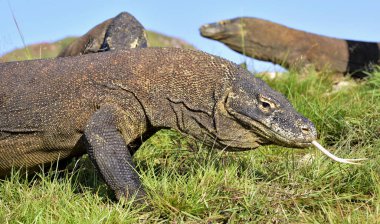 Komodo dragons with the forked tongue sniff air clipart
