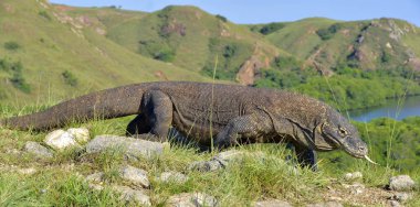 Komodo dragon doğal ortamlarında