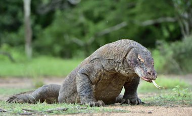 Komodo dragon with the forked tongue sniff air clipart
