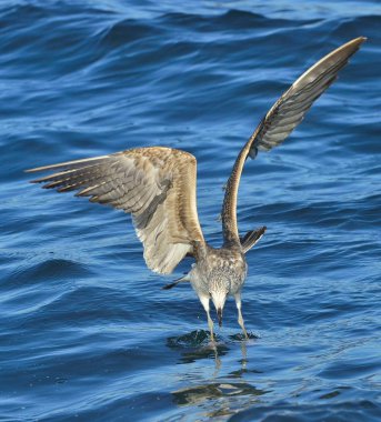 Uçan çocuk Kelp martı