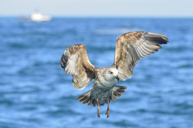 Uçan çocuk Kelp martı