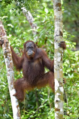 Borneo orangutan ağaç üzerinde
