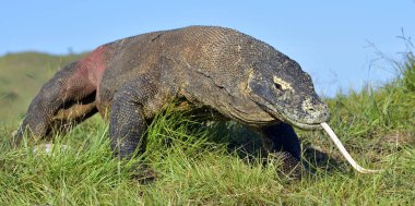 O çatal dilini sniff hava ile Komodo dragon