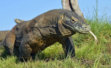 O çatal dilini sniff hava ile Komodo dragon