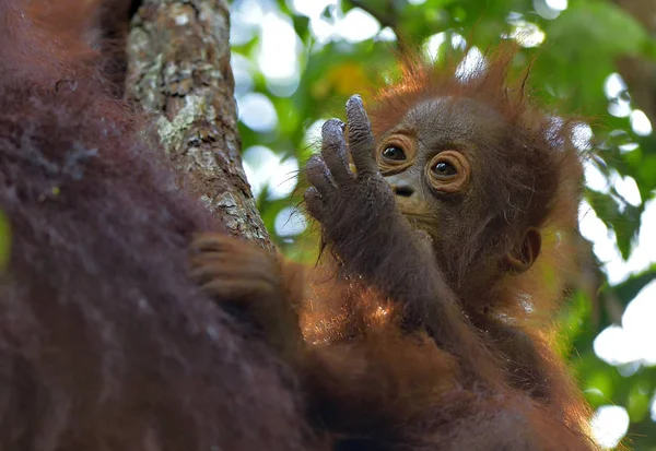 Mãe orangotango e filhote em habitat natural — Fotografia de Stock