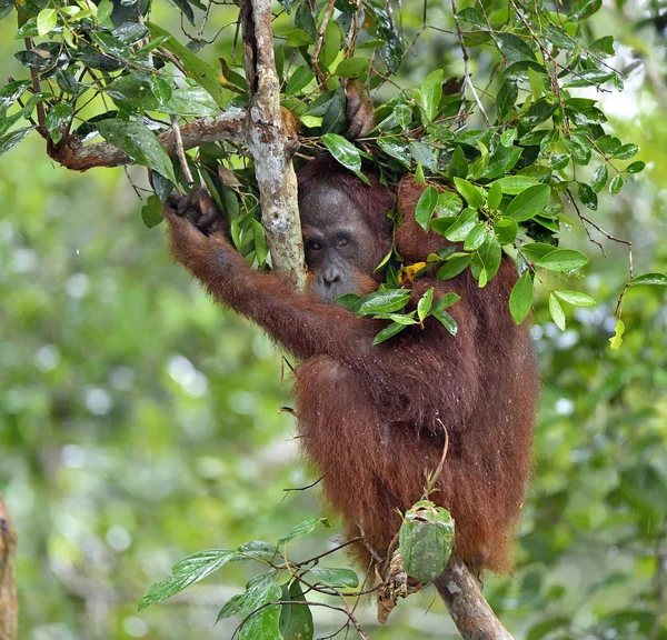 Orangutan borneański na drzewo — Zdjęcie stockowe