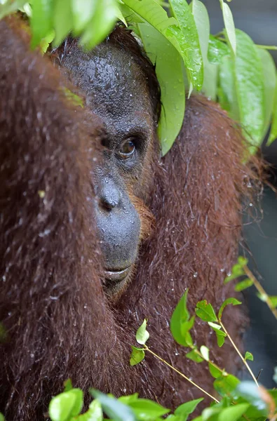 Orangután borneano en la naturaleza salvaje — Foto de Stock