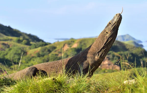 Dragón de Komodo con la lengua bifurcada olfateando aire — Foto de Stock